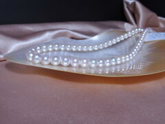 Náhrdelník japonské akoya perly Aurora Rose Aurora ROSE 6065 Perlový_náhrdelník_Aurora_ROSE_6065___.jpg Aurora ROSE 6065